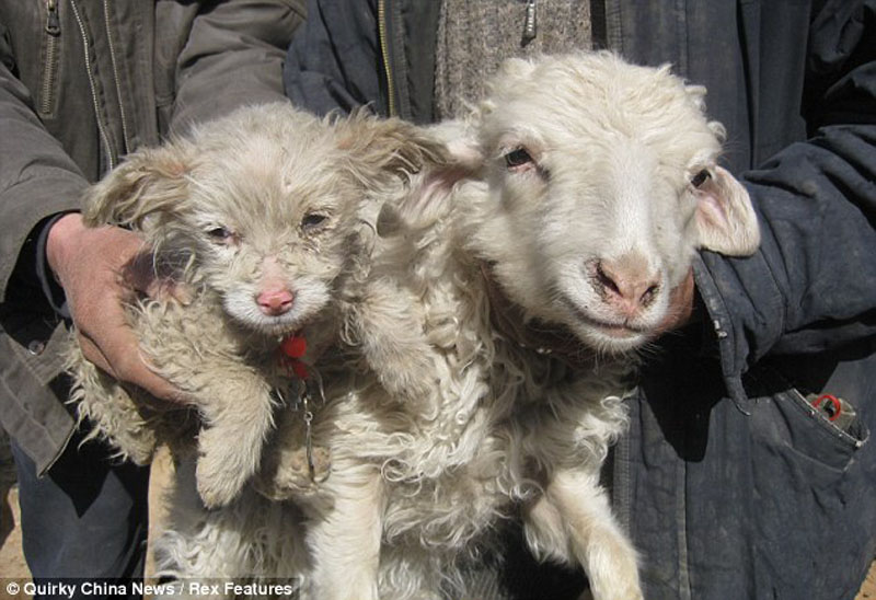 В Китае овца родила щенка