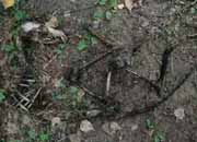 Под Нижним Новгородом нашли скелет чупакабры
